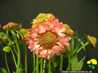 Scabiosa japonica Sarmon Pink.jpg